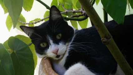 Clínica Veterinária Vila Virgínia em Ribeirão Preto - SP