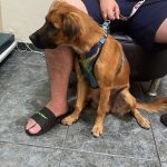 Imagem ilustrativa da empresa Clínica Veterinária Zello em Campinas - SP