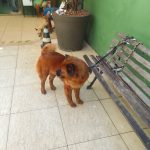 Imagem ilustrativa da empresa Clínica Vidanimal - Veterinário em Salvador - BA