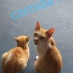 Imagem ilustrativa da empresa Consultorio veterinário dra Ada Marinho em Belém - PA