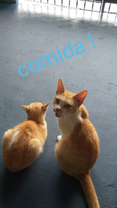 Consultorio veterinário dra Ada Marinho em Belém - PA