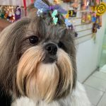 Imagem ilustrativa da empresa Consultório Veterinário e Pet Shop - Reino dos Pet's em Salvador - BA