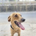 Imagem ilustrativa da empresa Consultório Veterinário SOS Animal em Recife - PE