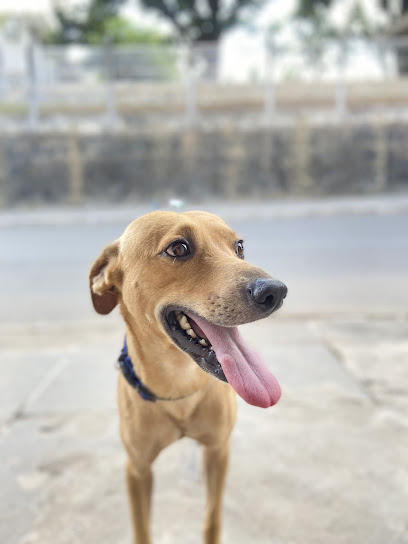 Consultório Veterinário SOS Animal em Recife - PE
