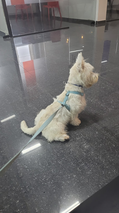 Coworking Vets Recife - Veterinário em Recife - PE