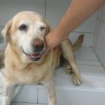 Imagem ilustrativa da empresa Criebem Veterinários em Porto Alegre - RS