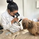 Imagem ilustrativa da empresa Curapet Clínica veterinária em Fortaleza - CE