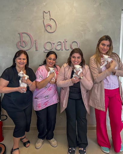Di Gato Medicina Felina - Veterinário em Ribeirão Preto - SP