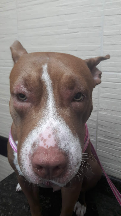 DOK - Hospital Veterinário em Recife - PE