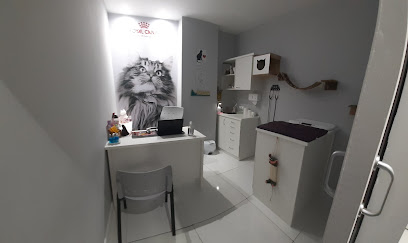 Dra Marcelly Cacho - Felinos - Veterinário em Nova Iguaçu - RJ