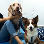 Imagem ilustrativa da empresa Dra. Maria Cecília Oliveira - Oncologista Veterinária em Recife - PE