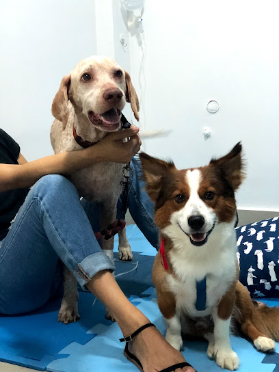 Dra. Maria Cecília Oliveira - Oncologista Veterinária em Recife - PE