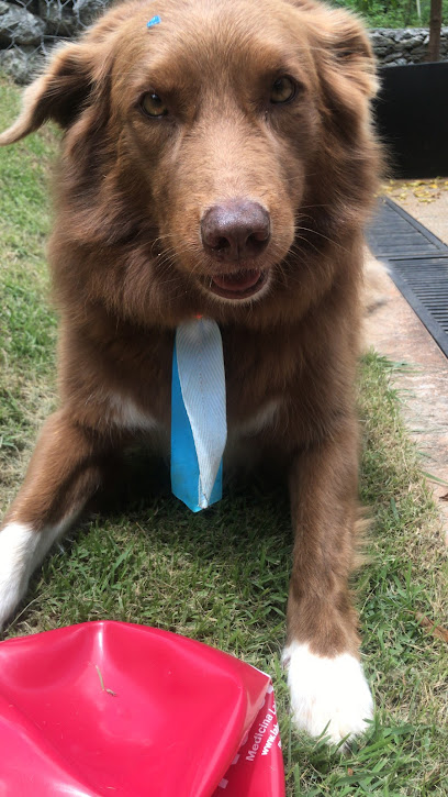 Dra Michelly Diniz Consultório veterinário e pet shop em Goiânia - GO