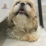 Imagem ilustrativa da empresa DUOVET CLÍNICA VETERINÁRIA E PET SHOP em Aparecida de Goiânia - GO