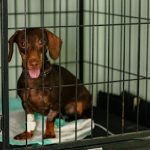 Imagem ilustrativa da empresa Família Animal - Clínica Veterinária 24h em Campinas - SP