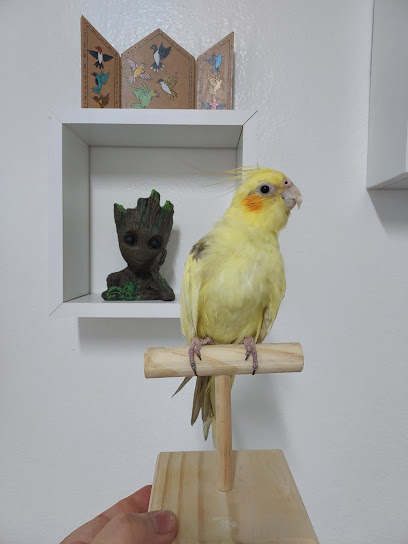 Fauna Clínica-Hemocentro Veterinário em Recife - PE
