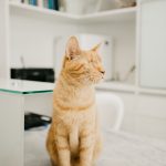 Imagem ilustrativa da empresa Felina Clínica para Gatos - Veterinário em Salvador - BA