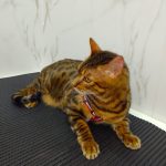Imagem ilustrativa da empresa Felinne & Cia - Centro Médico Veterinário em Campo Grande - MS