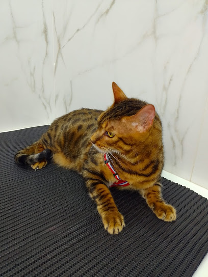 Felinne & Cia - Centro Médico Veterinário em Campo Grande - MS