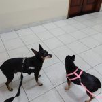 Imagem ilustrativa da empresa Fenix Hospital Veterinário em Nova Iguaçu - RJ