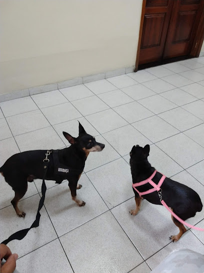 Fenix Hospital Veterinário em Nova Iguaçu - RJ