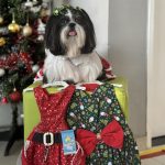 Imagem ilustrativa da empresa Fidèle Clínica Veterinária em Fortaleza - CE