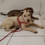 Imagem ilustrativa da empresa Gênesis Clínica Veterinária em Campo Grande - MS