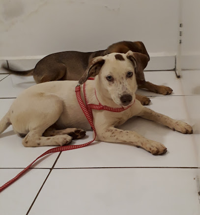 Gênesis Clínica Veterinária em Campo Grande - MS