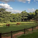 Imagem ilustrativa da empresa GOIÂNIA, SAÚDE RURAL CLÍNICA VETERINÁRIA, GOIÂNIA - GO em Goiânia - GO