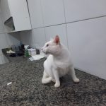 Imagem ilustrativa da empresa Golden pet - Petshop e Clínica veterinária em Fortaleza - CE