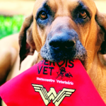 Imagem ilustrativa da empresa Hemocentro Heróis Vet - Veterinário em Ribeirão Preto - SP