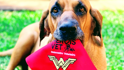 Hemocentro Heróis Vet - Veterinário em Ribeirão Preto - SP