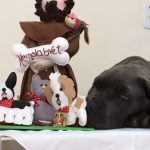 Imagem ilustrativa da empresa HEMOLABvet - Laboratório de Patologia Clínica, Microbiologia e Hemocentro Veterinário. em Ribeirão Preto - SP