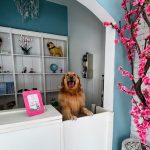 Imagem ilustrativa da empresa Holicare Vet - Clínica Veterinária Holística em Guarulhos - SP
