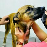 Imagem ilustrativa da empresa Hospital AdrisseVet - Veterinário em Fortaleza - CE