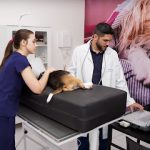 Imagem ilustrativa da empresa Hospital Lemani Pet 24h - Veterinário em Fortaleza - CE