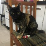Imagem ilustrativa da empresa Hospital Veterinário Floresta em Porto Alegre - RS