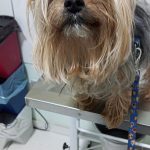 Imagem ilustrativa da empresa Hospital Veterinário Nivo Auffinger em Curitiba - PR