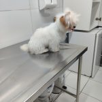 Imagem ilustrativa da empresa Hospital Veterinário PetSanus 24h em Fortaleza - CE