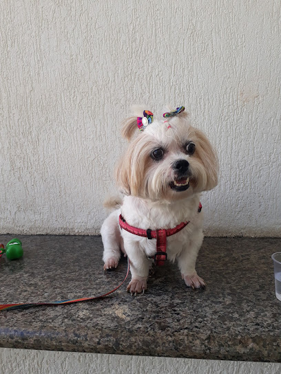 Hospital Veterinário Santa Clara em Goiânia - GO
