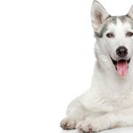 Imagem ilustrativa da empresa Hospital Veterinário São Pedro em São Paulo - SP