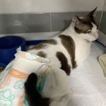 Imagem ilustrativa da empresa Hospital Veterinário Saúde Animal em Belém - PA