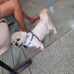 Imagem ilustrativa da empresa Hospital Veterinário UFMS em Campo Grande - MS