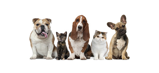 HOVET - Hospital Veterinário Campinas em Campinas - SP