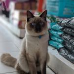 Imagem ilustrativa da empresa HS Hospital Veterinário 24h em Recife - PE