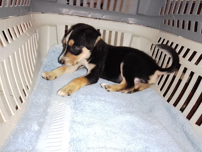 Huthifla Veterinária em Nilópolis - RJ