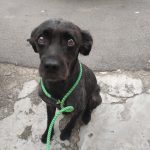 Imagem ilustrativa da empresa HVEPO - Zona Norte (MAZZEI) - Veterinário em Osasco - SP