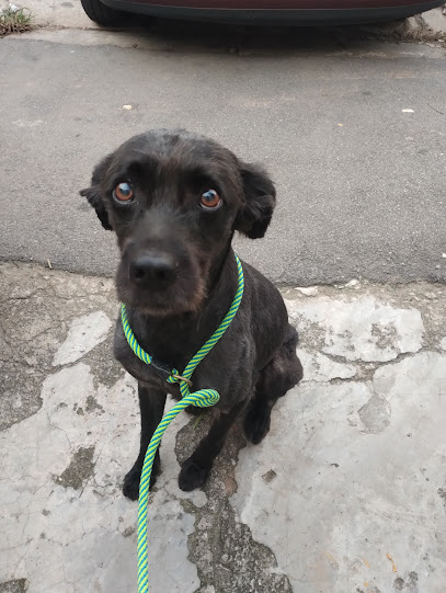 HVEPO - Zona Norte (MAZZEI) - Veterinário em Osasco - SP