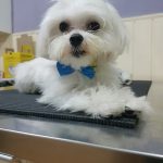 Imagem ilustrativa da empresa IMMP Clínica Veterinária em Nova Iguaçu - RJ