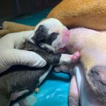 Imagem ilustrativa da empresa IMPÉRIO BELÉM CENTRO VETERINÁRIO em Belém - PA
